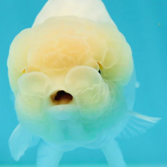 White Lionchu Goldfish – Wholesale Premium Grades