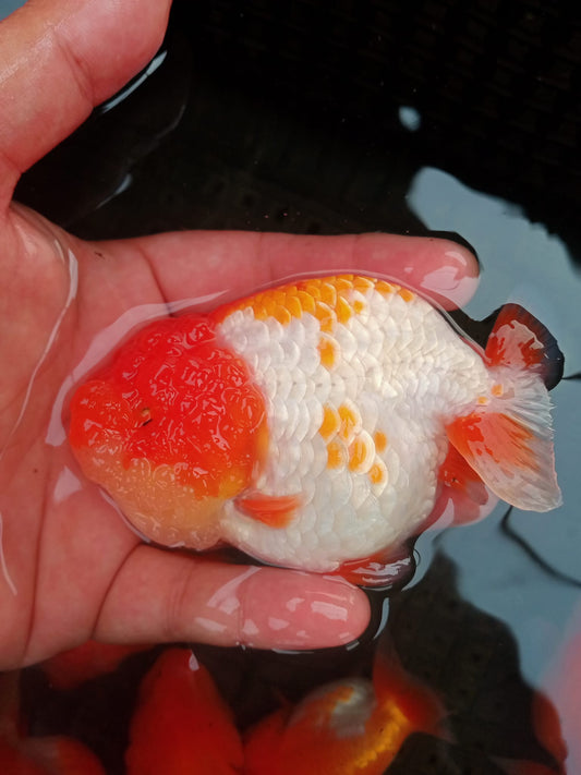 Red & White Lionchu Goldfish – Wholesale Premium Grades