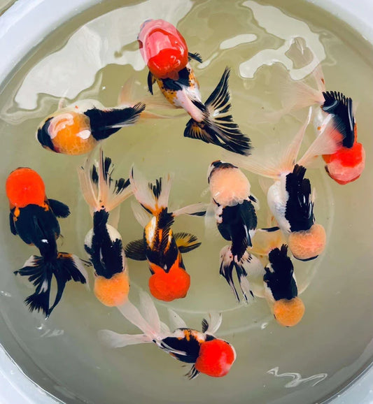 Mix Color Thai Oranda Goldfish – Wholesale Premium Grades