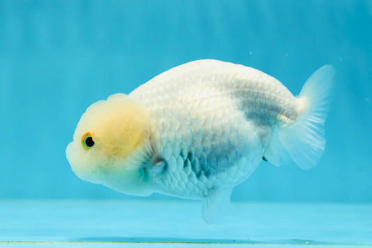 White Lionchu Goldfish – Wholesale Premium Grades