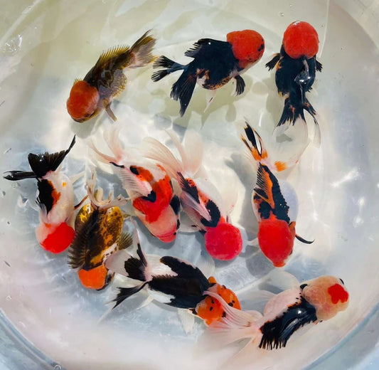 Tri-Color Thai Oranda Goldfish – Wholesale Premium Grades