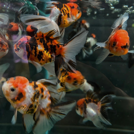 Tiger Thai Oranda Goldfish – Wholesale Premium Grades