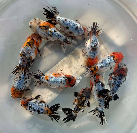 Calico Ranchu Goldfish – Wholesale Premium Grades