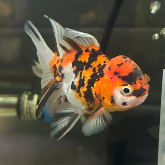 Tiger Thai Oranda Goldfish – Wholesale Premium Grades