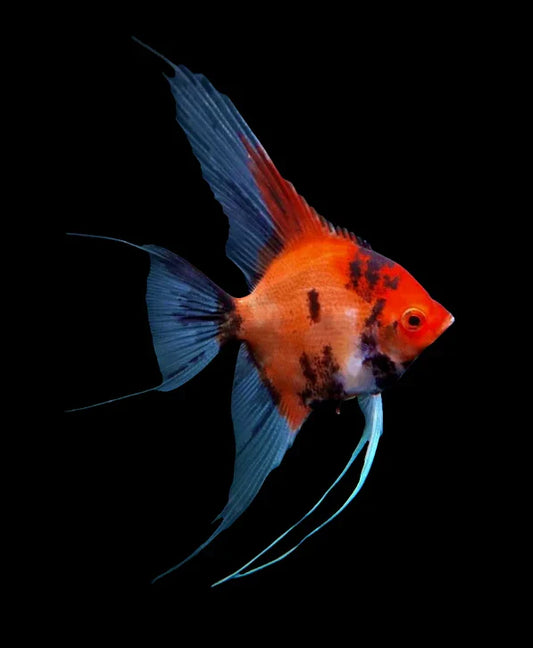 Red Devil Angelfish (Small Size) – Wholesale 25 Pack