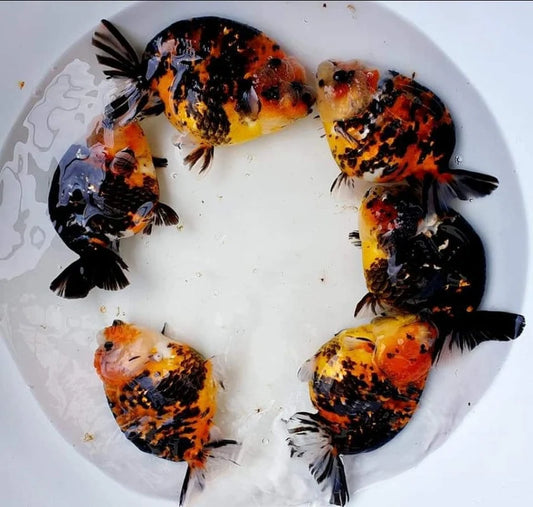 Red Tiger Ranchu Goldfish – Wholesale Premium Grades