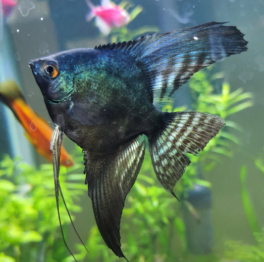 Pinoy Ghost Angelfish (Small Size) – Wholesale 25 Pack