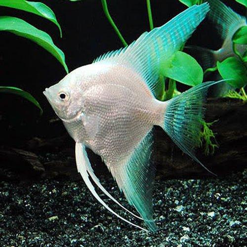 Diamond Angelfish (Small Size) – Wholesale 25 Pack