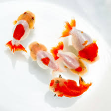 Red & White Lionchu Goldfish – Wholesale Premium Grades