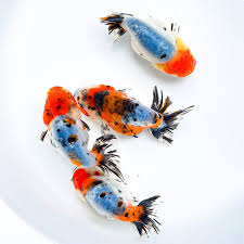 Calico Ranchu Goldfish – Wholesale Premium Grades
