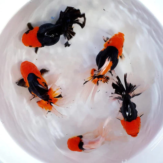 Tri-Color Thai Oranda Goldfish – Wholesale Premium Grades