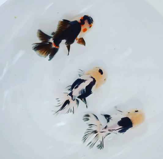 Panda Thai Oranda Goldfish – Wholesale Premium Grades