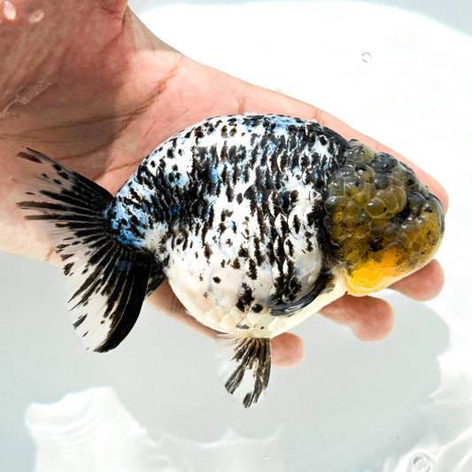 White Tiger Ranchu Goldfish – Wholesale Premium Grades