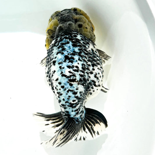 White Tiger Ranchu Goldfish – Wholesale Premium Grades