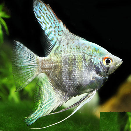Blue Smokey Leopard Angelfish (Small Size) – Wholesale 25 Pack